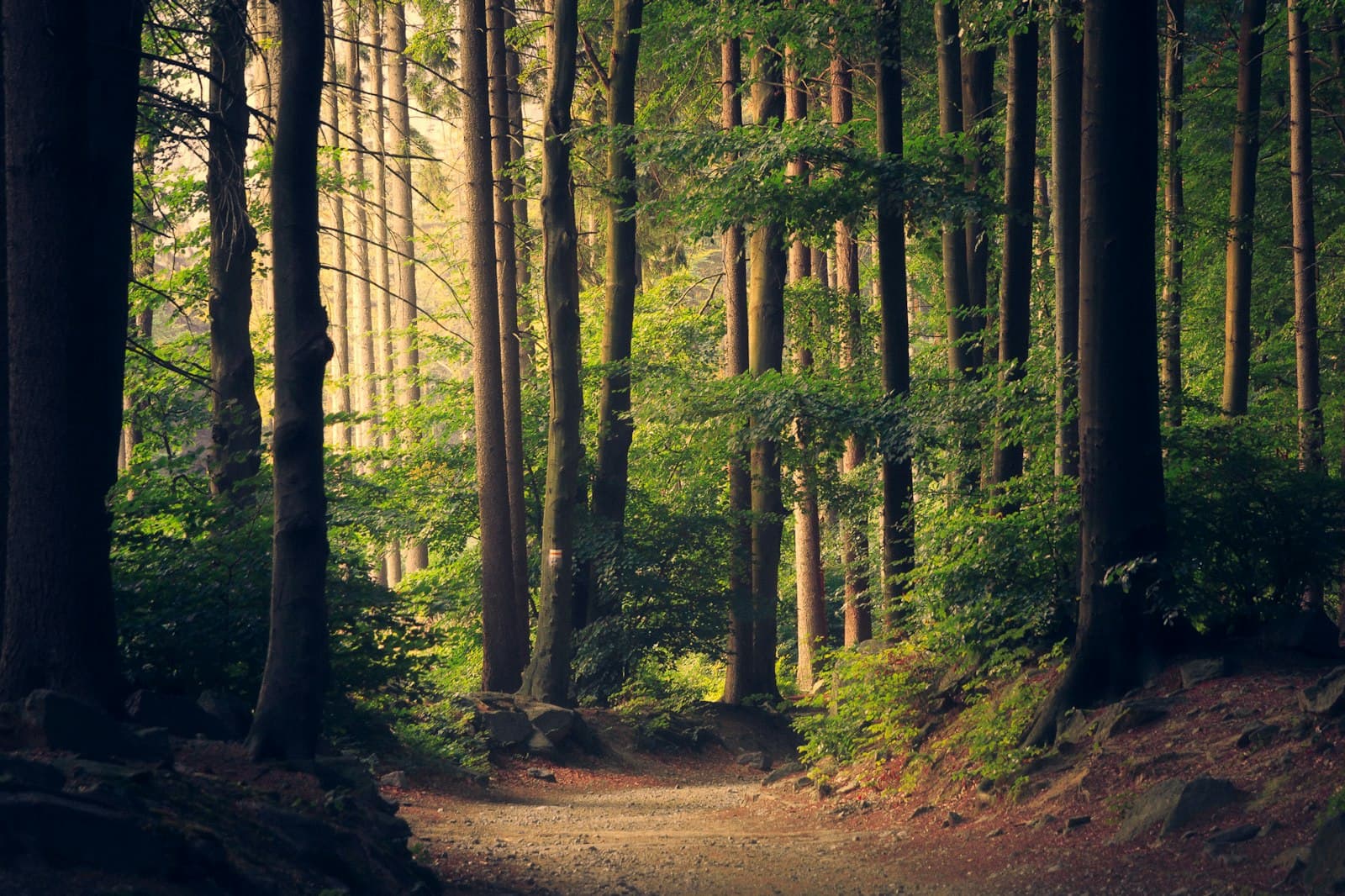 Un sendero tranquilo que serpentea a través de un denso bosque, invitando a la introspección y la calma.