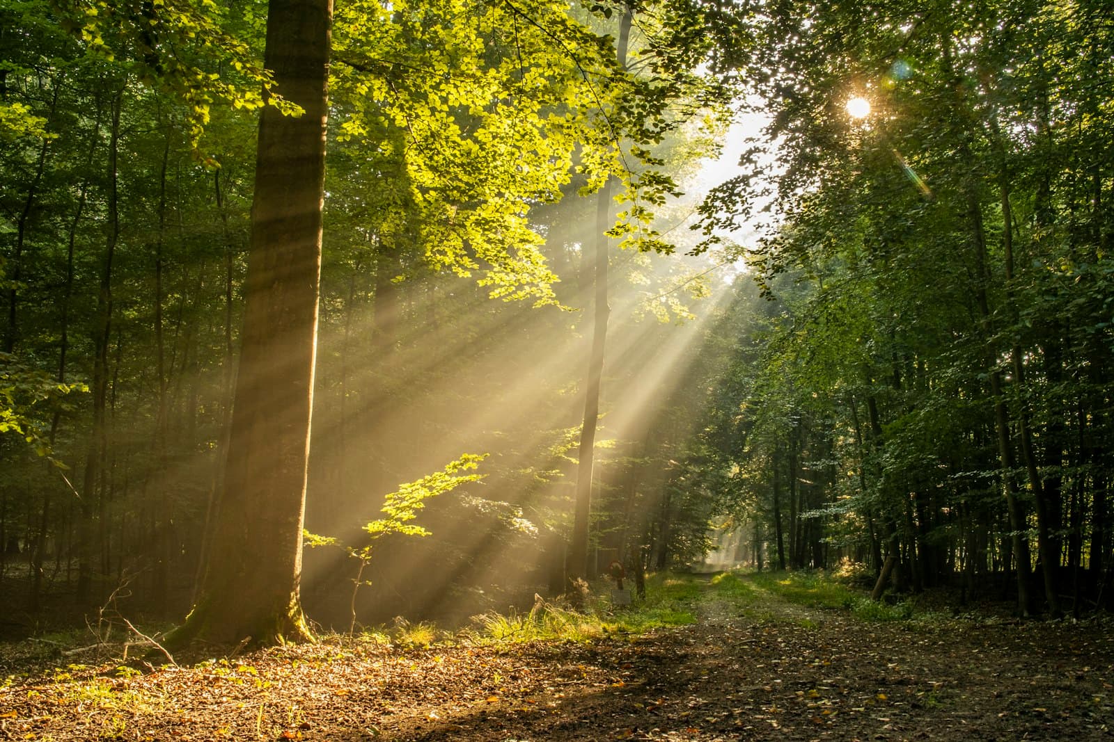 Rayos de sol filtrándose a través de las hojas de los árboles en un bosque sereno