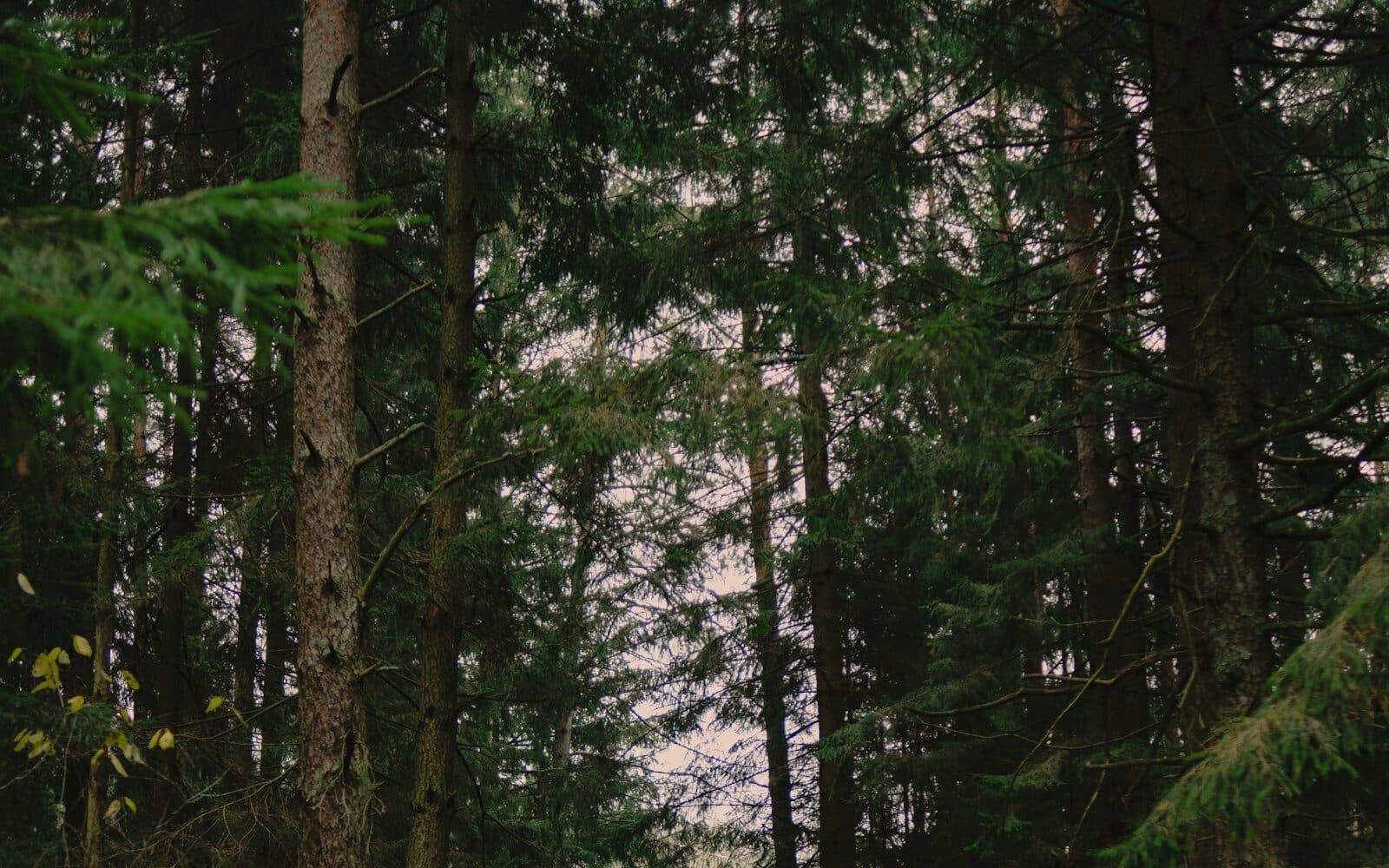 Sendero entre vegetación frondosa con luz dorada filtrándose entre las hojas